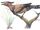 Sinornis