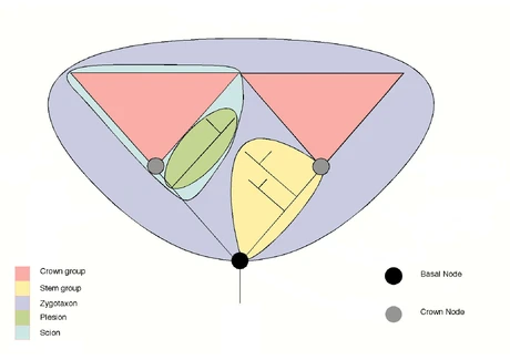 Stem and crown group terminology