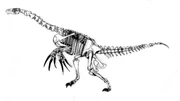 Therizinosaur skeleton