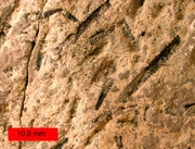 Amplexograptus, a  index fossil, from the  near Caney Springs, .