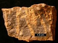 OrdHdgd03.jpg (246 KB) Ordovician hardground cross-section with Trypanites borings filled with dolomite; southern Ohio.