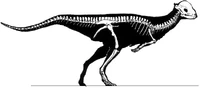 Stegoceras