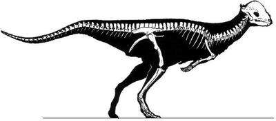 Stegoceras skeleton.jpg