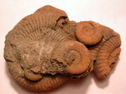 Ammonoidea-group