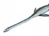 Elasmosaurus