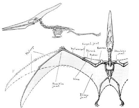 pterodactyl anatomy