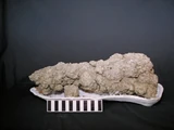 Coprolite