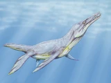 Plesiopleurodon