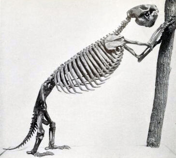 Megalocnus