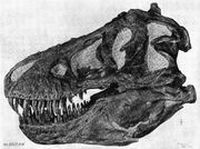 Tyrannoskull