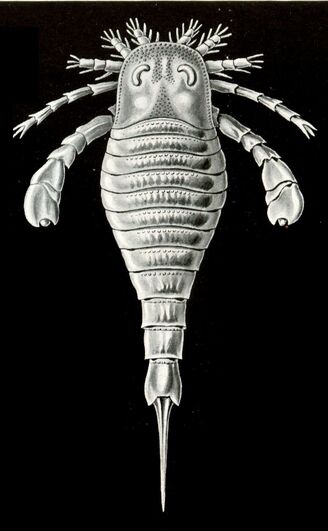 Haeckel Eurypterid