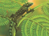 Eoscansor