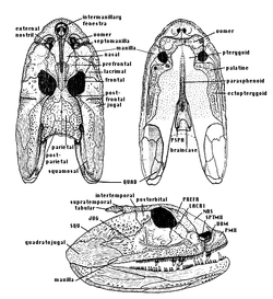 Anatomy of the skull of Crassigyrinus
