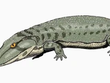 Onchiodon