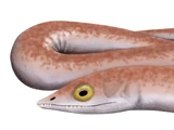 Phlegethontia