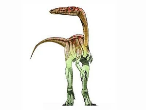 Segisaurus 