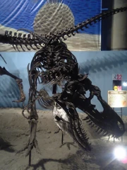 Mounted Gorgosaurus skeleton