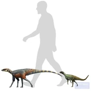 Reconstruction of Ignotosaurus & Pisanosaurus sizes.png (305 KB)