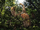 Duonychus