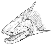 The head of Psarolepis.