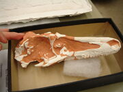 SaurornithoidesSkull