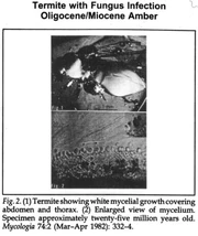 Termite in / amber showing a fungal infection.