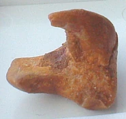 A cephalic spine from Hybodus sp. From the Middle Cretaceous of the Continental Sandstone Deposits of Khouribga, Morocco. 16mm across.