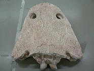 Dorsal view of Metoposaurus skull cast, UALVP