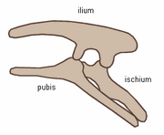 Ornithischian  structure (left side)