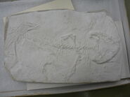 Amphibamus cast at UALVP.