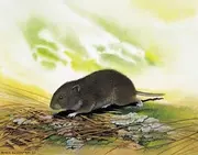 Bravian pine vole
