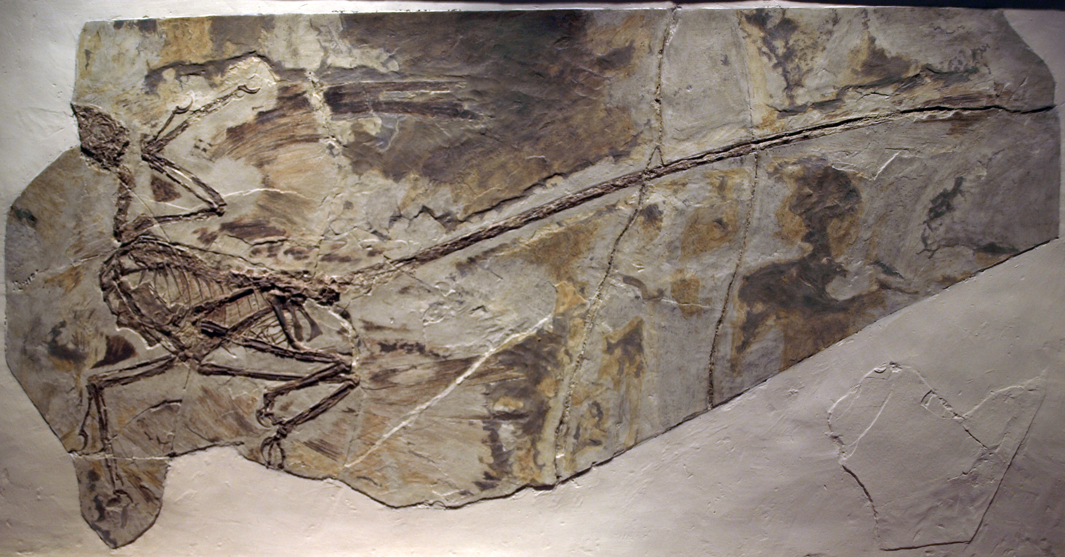 Microraptor | Fossil Wiki | Fandom