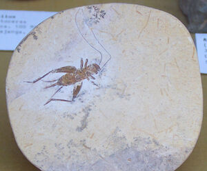 Cretaceous locust fossil