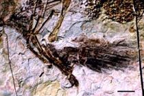 Caudipteryx arm