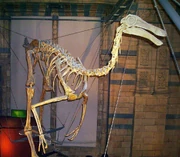 Gallimimus 1 NHM3