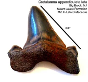  from the Mount Laurel Formation.