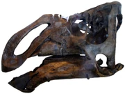 Kritosaurus navajovius skull, 
