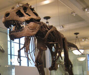 AMNH-TRex 4