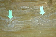Cross-section of  footprints at The Mammoth Site, Hot Springs, South Dakota.