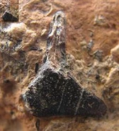 Cephalic spines from Hybodus sp. From the Cretaceous of Sussex, UK