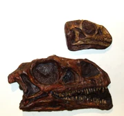 Fossil skulls of adult and juvenile Massospondylus.