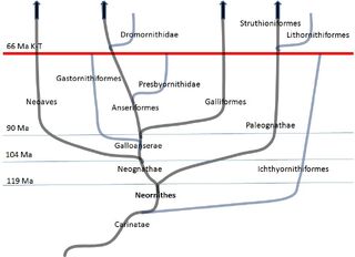 Neornithes Fossil Wiki Fandom