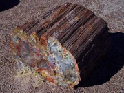 petrified softwood