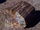 Petrified wood