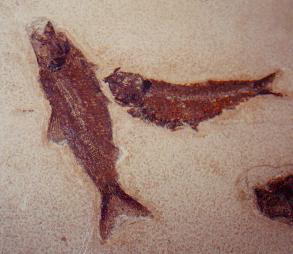 Knightia Mini Fish in a Case (Unrestored) — In Stone Fossils