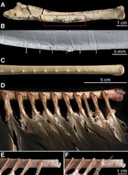 Velociraptor quills1