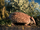Parutaetus