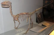 Coelophysis skeleton, Cleveland Museum of Natural History