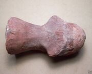 Cervical vertebra that measures 4 1/4" in length and weighs 1/2 lb. Found in the southernmost part of  near the  border in the phosphate mining region. From the .