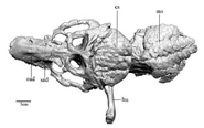 Armadillosuchus-body.jpg (15 KB) The head is to the left, followed by the cervical shield and mobile-banded body armor.